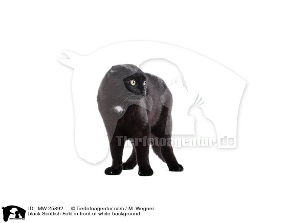 schwarze Scottish Fold vor weiem Hintergrund / black Scottish Fold in front of white background / MW-25892