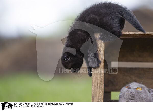 black Scottish Fold kitten / JM-07551