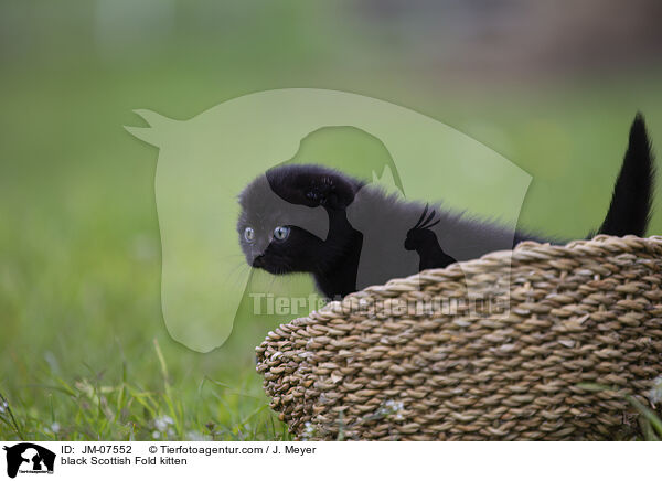 black Scottish Fold kitten / JM-07552