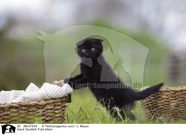 black Scottish Fold kitten / JM-07554