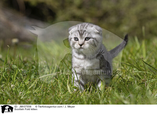 Scottish Fold kitten / JM-07558