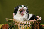 yawning Scottish Fold