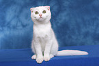 sitting Scottish Fold