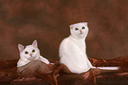 Selkirk Rex and British Shorthair