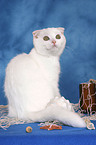 young Scottish Fold