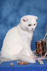 young Scottish Fold