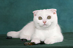 lying Scottish Fold Kitten