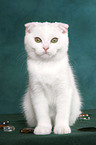 sitting Scottish Fold Kitten