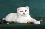 Scottish Fold Kitten