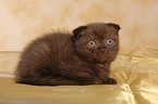 Scottish Fold