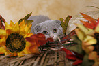 Scottish Fold