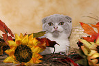 Scottish Fold