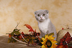 Scottish Fold