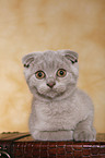 Scottish Fold