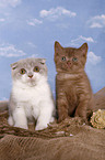 Scottish Fold and British Shorthair