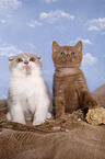 Scottish Fold and British Shorthair