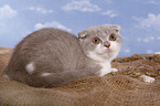 Scottish Fold