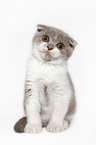 Scottish Fold