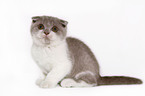 Scottish Fold