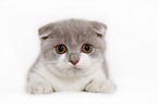 Scottish Fold