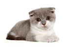 Scottish Fold