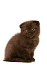 Scottish Fold