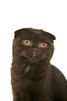 Scottish Fold