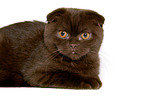 Scottish Fold