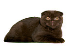 Scottish Fold