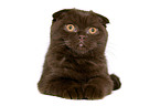 Scottish Fold