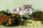 Scottish Folds