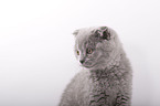 Scottish Fold Kitten