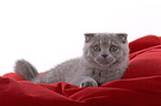 Scottish Fold Kitten