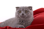 Scottish Fold Kitten