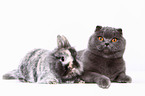 Scottish Fold and dwarf rabbit