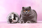 Scottish Fold and dwarf rabbit