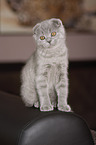 Scottish Fold Kitten