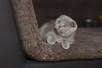 Scottish Fold Kitten