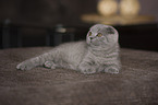 Scottish Fold Kitten