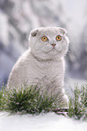 young Scottish Fold