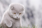 young Scottish Fold