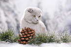 young Scottish Fold