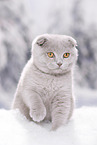 young Scottish Fold