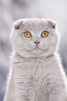 Scottish Fold Portrait