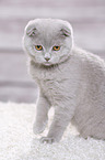 young Scottish Fold