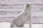 young Scottish Fold