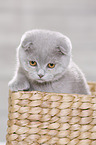 young Scottish Fold