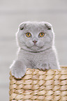 young Scottish Fold