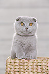 young Scottish Fold