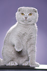 young Scottish Fold